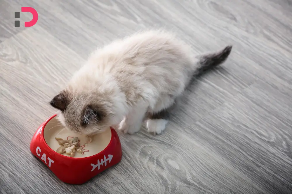 برنامه غذای بچه گربه از تولد تا یک سالگی | پت‌شاپ آنلاین پتدونی 1404